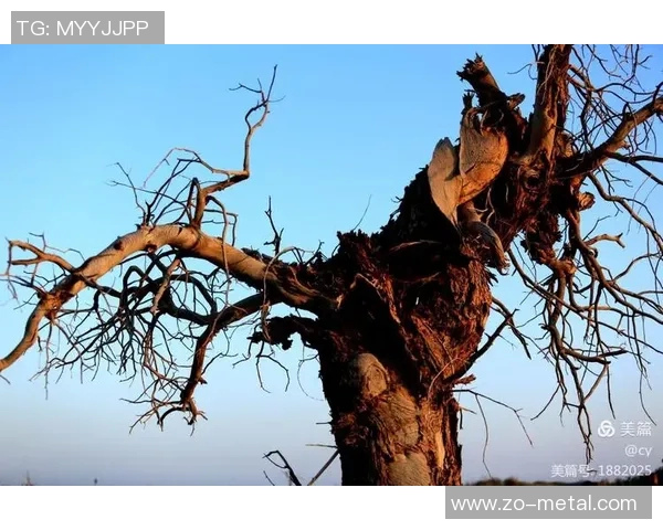 弗格的传奇人生与不屈精神探秘之旅 弗格的传奇人生与不屈精神探秘之旅